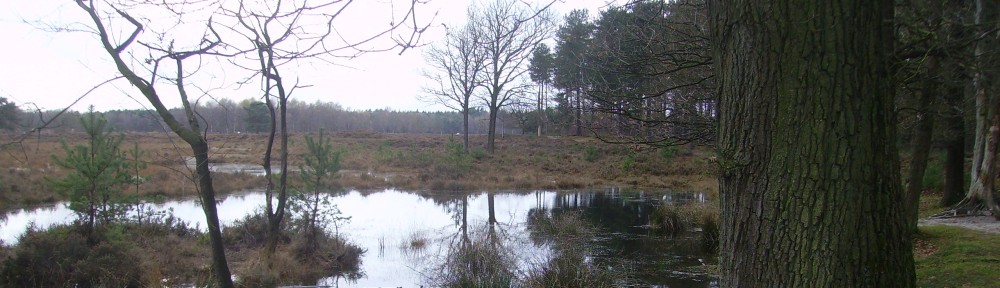 cropped-Lage-Vuursche-Netherlands.jpg