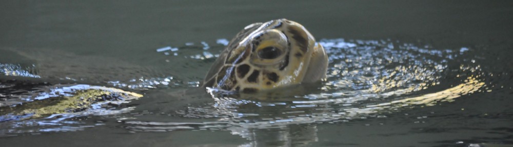 cropped_Turtle_Head